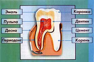 Зуб и окружающие ткани